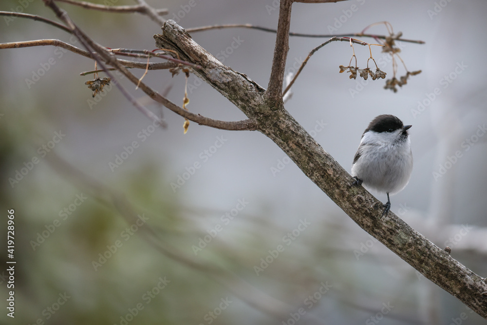 Fototapeta premium 枝にとまるコガラ