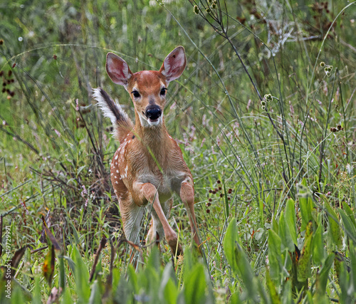 baby white tailed deer fawn running and looking excited at camera in marsh full of pickerel weed