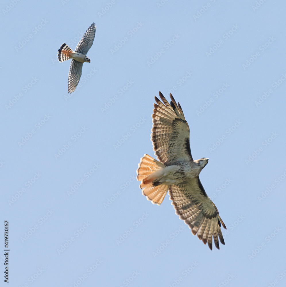 Fototapeta premium American kestrel chasing red tailed hawk with blue sky background