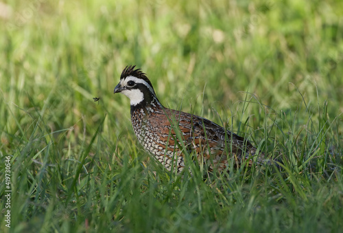 Canvas Print male northern bobwhite quail in grass with a love bug flying in front of its fac