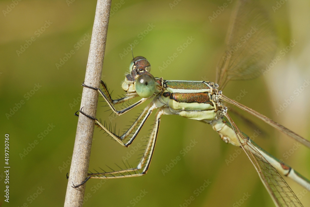 Facial closeup of the Migrant spreadwing damselfly , Lestes barbarus Facial closeup of the Migrant spreadwing damselfly , Lestes barbarus