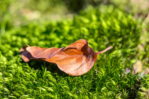 Ein verwelktes braunes Blatt auf grünem Moos im Herbst unter Sonnenlicht