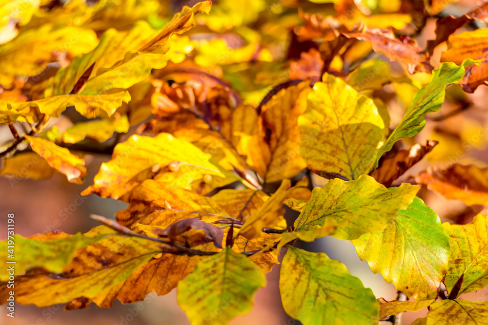 Kastanienblätter im Herbt – Laubfärbung an einem Herbsttag Kastanienblätter im Herbt – Laubfärbung an einem Herbsttag