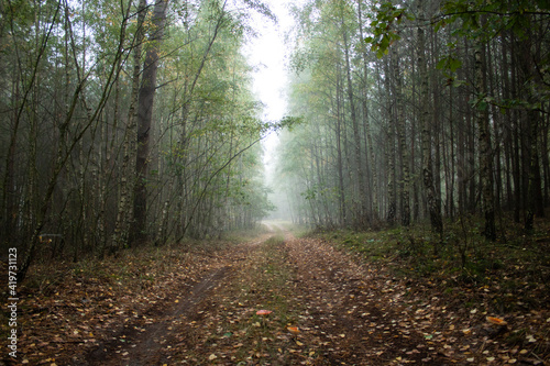 Fog in the forest in the morning 