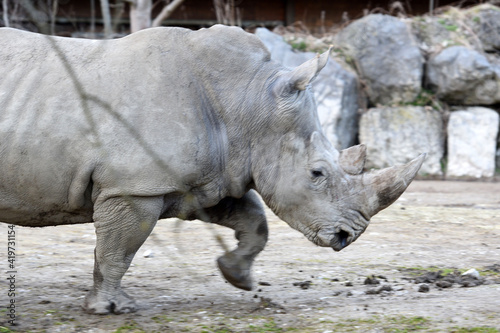 Breitmaul-Nashorn im Zoo Salzburg, Österreich, Europa - White rhinoceros in Salzburg Zoo, Austria, Europe photo