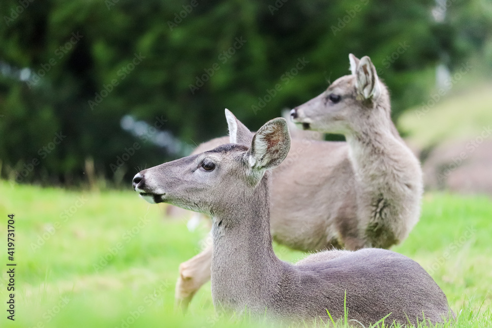 Withe deer tail in the grass with it baby deer