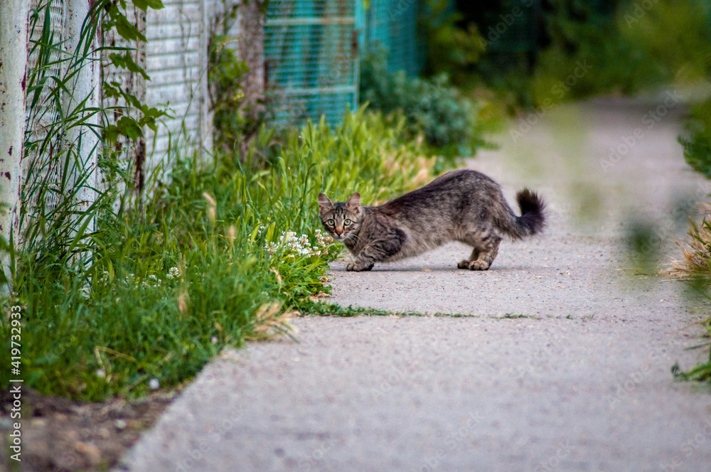 Fototapeta premium domestic cat on a street walk