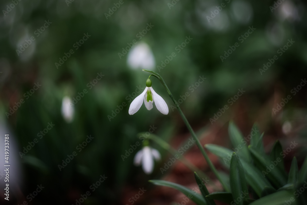 The flower of the snowdrop (Galanthus nivalis). White snowdrop close-up on blurry background with beautiful bokeh. In the garden snowdrops are in bloom in the spring. The flower of the snowdrop (Galanthus nivalis). White snowdrop close-up on blurry background with beautiful bokeh. In the garden snowdrops are in bloom in the spring.