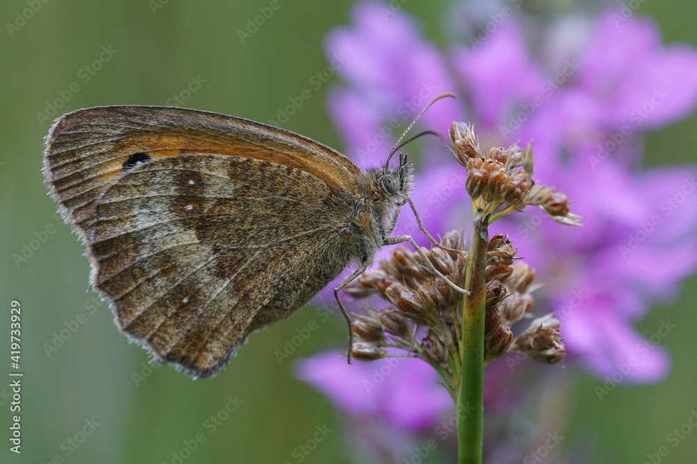 Closeup on a gatekeeper or hedge brown , Pyronia tithonus with closed wings around a purple flower Closeup on a gatekeeper or hedge brown , Pyronia tithonus with closed wings around a purple flower