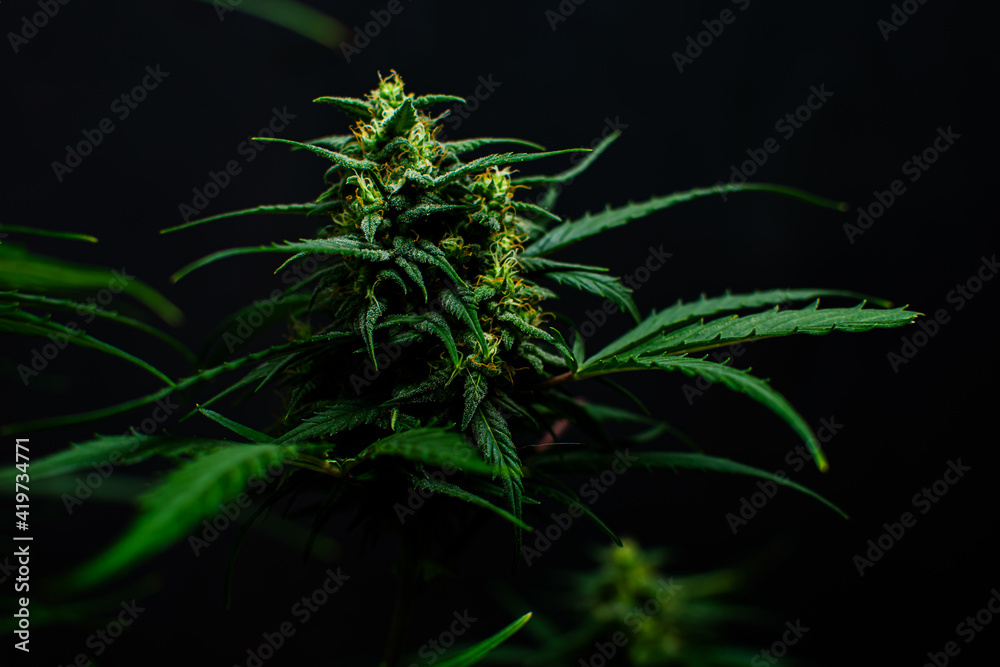 Texture from cannabis plant, in a marihuana indoor cultivation. Texture from cannabis plant, in a marihuana indoor cultivation.