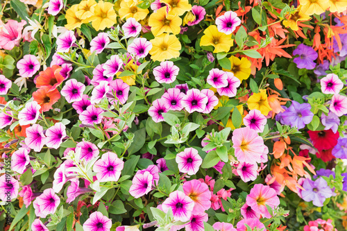 Close up of colorful summer flowers petunia and begonia photo