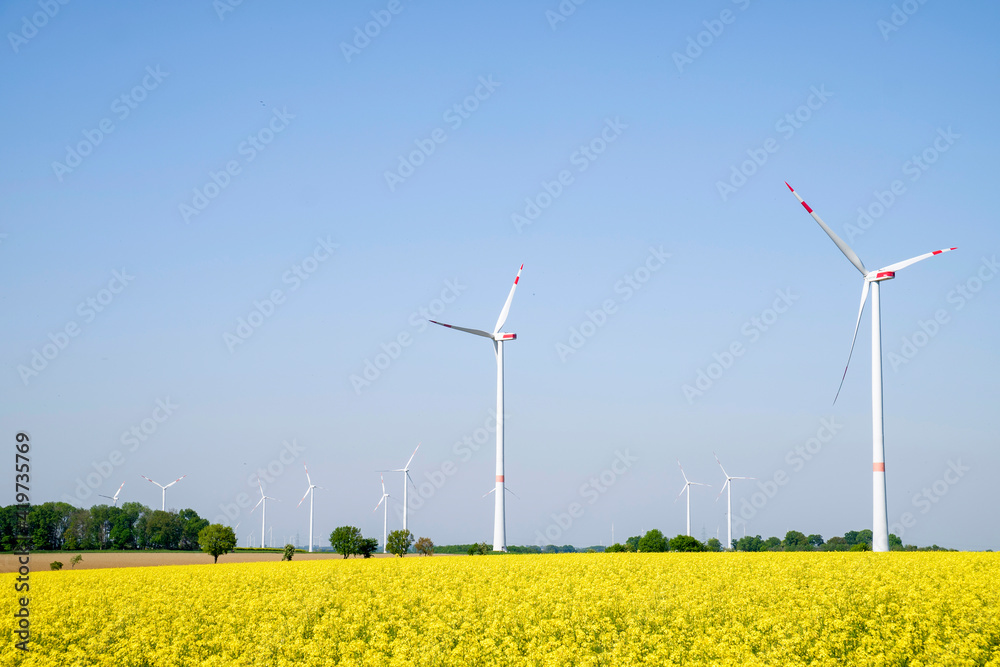 Vast oilseed rape field in summer with wind farm in background
