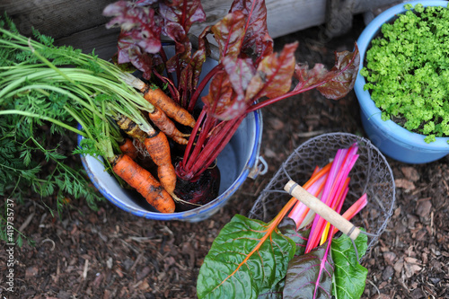 Basket and buckets with freshly picked carrots, chard, beetroots and parsley photo