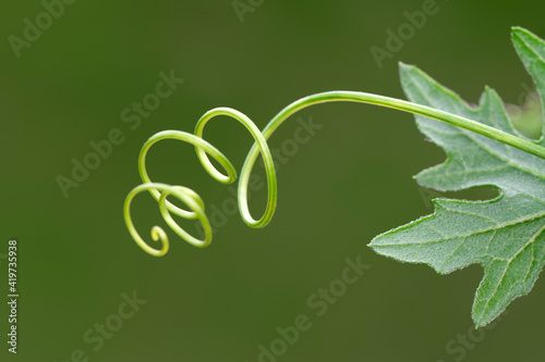Tendrils of plants by taking very close up shots photo