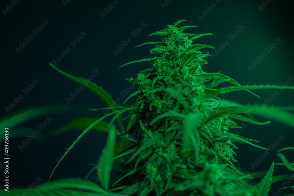Texture from cannabis plant, in a marihuana indoor cultivation. Texture from cannabis plant, in a marihuana indoor cultivation.