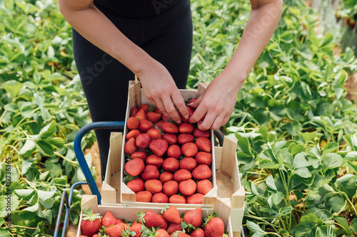 Farmer arranging strawberries in box at farm