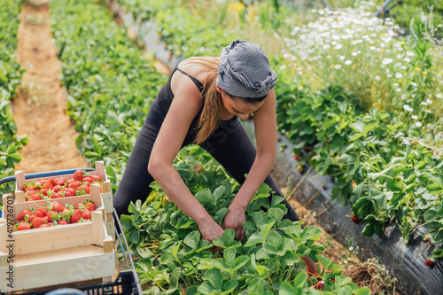 Female farmer harvesting fresh strawberries at farm