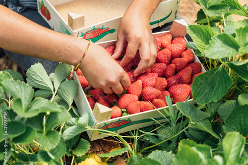 Hands of farmer placing fresh strawberries in wooden box on plant at farm photo