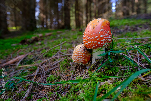 Fly agarics (Amanita muscaria) growing in forest