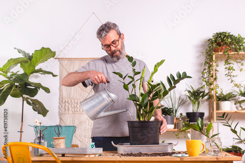 Man watering Zamioculcas Zamiifolia plant with watering can while standing at home