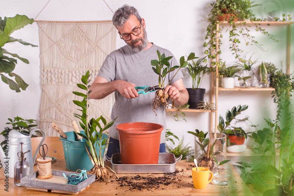 Mature man cutting roots of Zamioculcas Zamiifolia plant with pruning shears while standing at home Mature man cutting roots of Zamioculcas Zamiifolia plant with pruning shears while standing at home