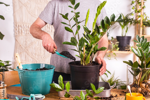 Man putting mud with trowel while repotting Zamioculcas Zamiifolia plant in flower pot at home