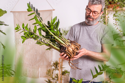 Mature man examining roots of Zamioculcas Zamiifolia plant while standing at home photo