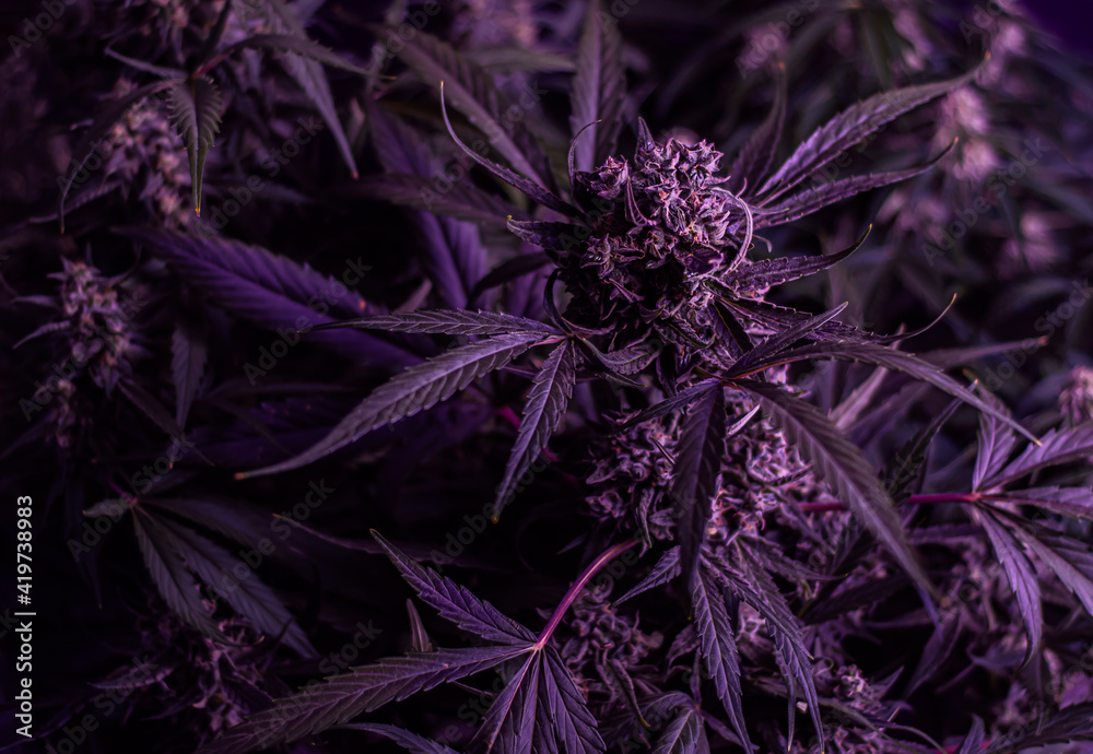 Texture from cannabis plant, in a marihuana indoor cultivation. Texture from cannabis plant, in a marihuana indoor cultivation.