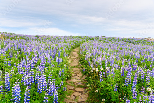 Deserted stone footpath through a field of lupin wildflowers in Iceland on a cloudy summer day