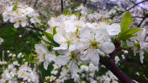 plum flowers in spring  white plum blossoms