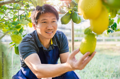 Portrait of happy farmer owner asian man work on picking ripe lemans in cultivating spring season. Ripe Lemons hanging on tree. Growing Lemon agriculture organic vegan farm (blur) photo