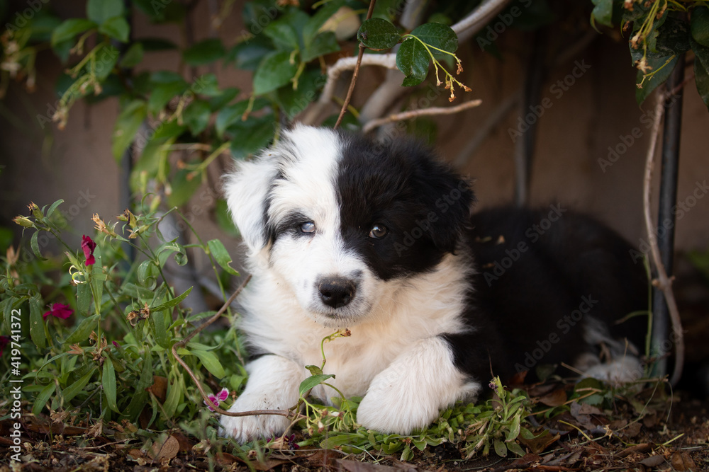 a cute black and white puppy in green grass