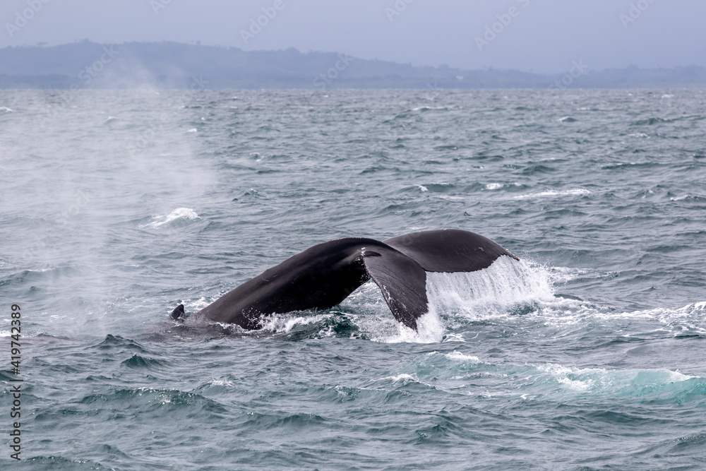 Fototapeta premium Humpback Whale Fluke