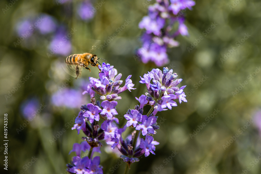 bee drinks nectar from purple flowers bee drinks nectar from purple flowers