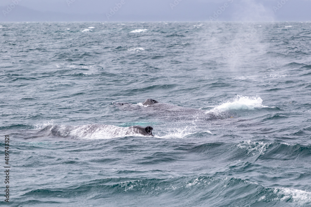 Fototapeta premium surfing the waves