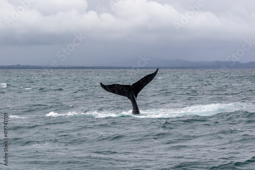 humpback tail © nicolebleck
