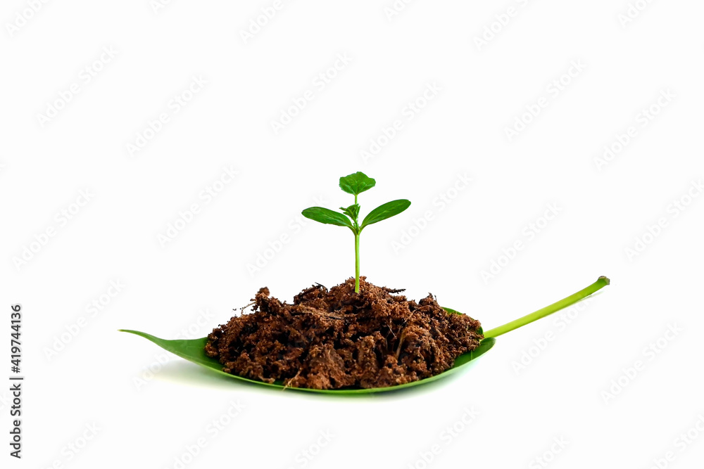 A seedling that sprouted from the soil and grew on a separate green leaf on a white background. A seedling that sprouted from the soil and grew on a separate green leaf on a white background.