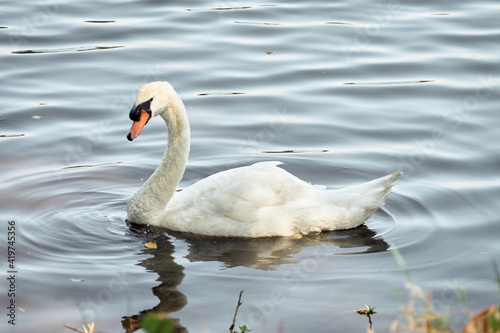 Fototapeta Naklejka Na Ścianę i Meble -  Oiseau d'ornement,jeune cygne sur l'étang .