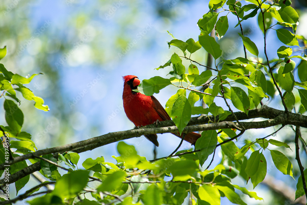 Cardinal in a tree