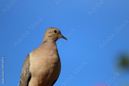 white dove on sky © Adriana