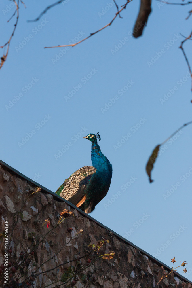 Fototapeta premium Portrait of a peacock with blue sky in the background