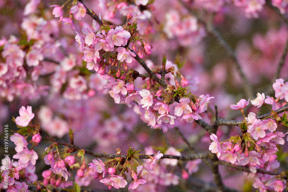 河津桜