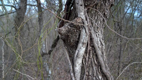 trunk of an old tree