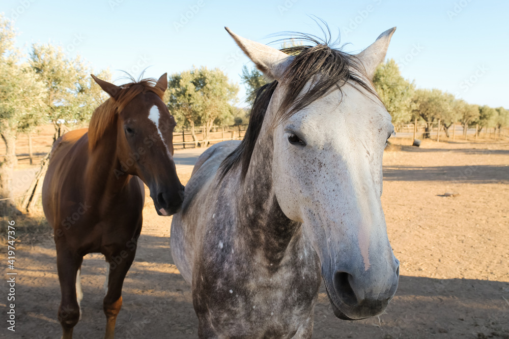 Two horses in the field, Alentejo, Portugal Two horses in the field, Alentejo, Portugal