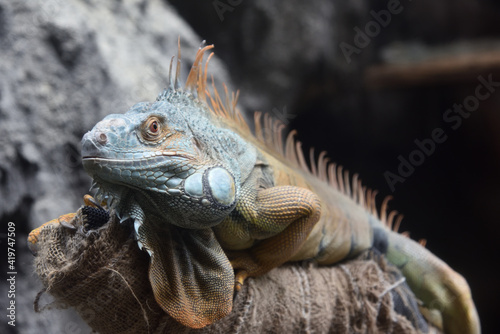 Close-up of a Green iguana 