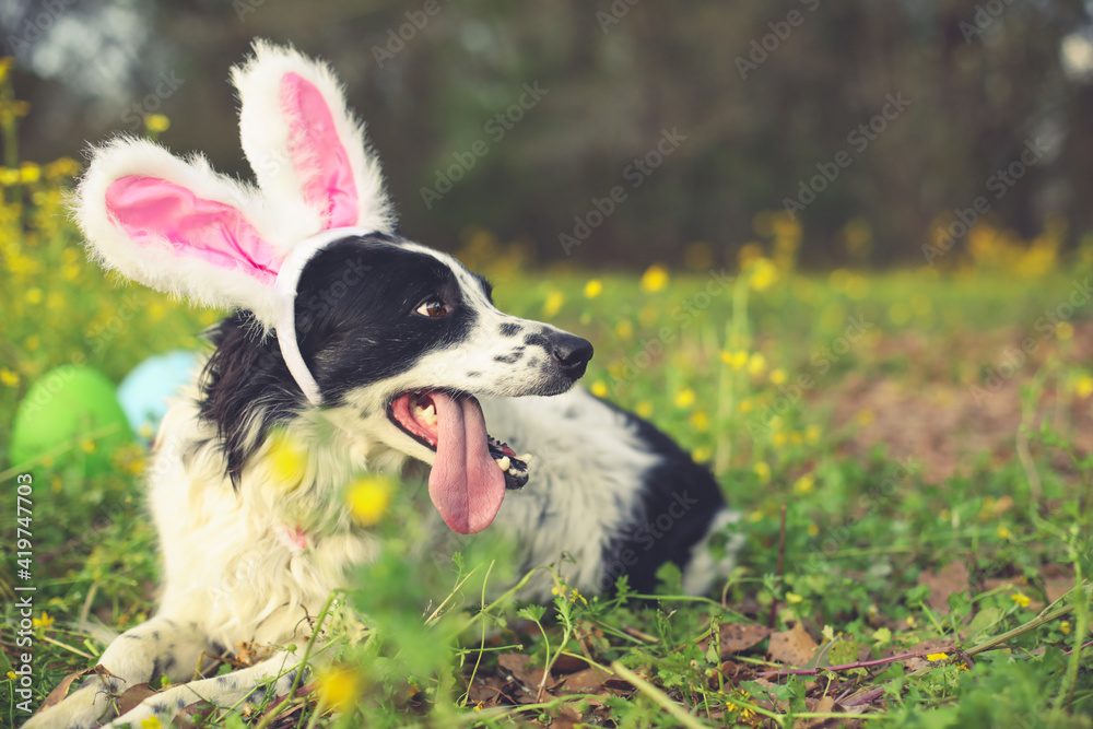 Fototapeta premium Panting border collie dog wearing pink Easter bunny rabbit ears having fun outside laying in flowers.