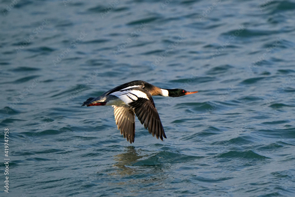 Obraz premium Red Breasted merganser male taking off in flight over choppy lake on breautiful spring day