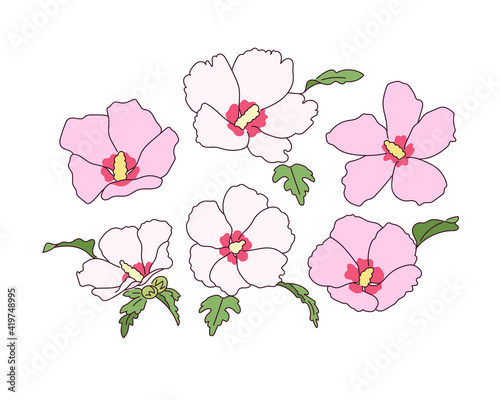 Fotografía Rose of sharon flowers are in bloom.