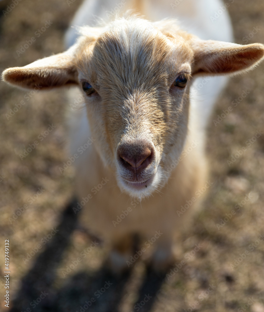 Fototapeta premium Goat Portrait, 2020