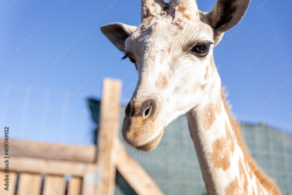 Obraz premium Baby Giraffe, 2020